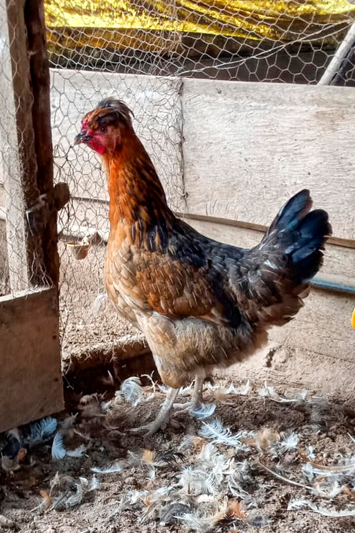 WhatsApp Image 2025-04-03 at 7.35.02 PM (2) copia.jpg